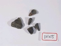藏品(魚類牙齒)的圖片